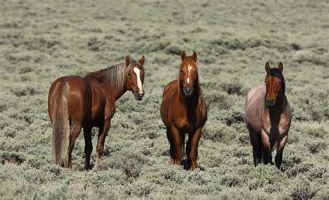 Soggy Moose Travels Wyoming Wild Horses
