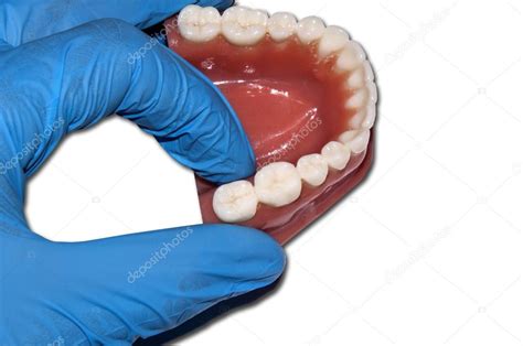 Dentist Show Molar Tooth Over Dental Arch — Stock Photo © Mkarco 116397928