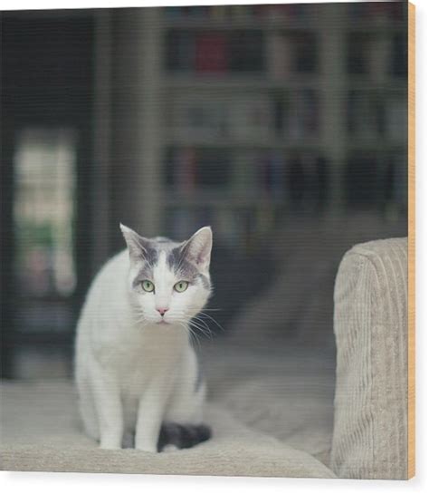 White And Grey Cat On Couch Looking At Birds Photograph By Cindy Prins