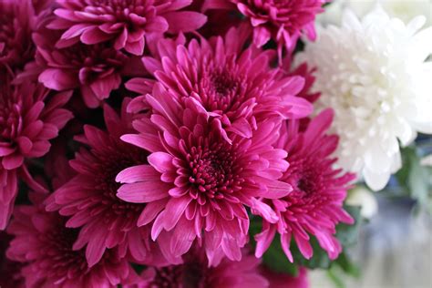 1000 Beautiful Beautiful Flowers Photos · Pexels · Free Stock Photos