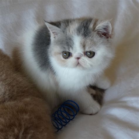 Exotic Shorthair Cats For Sale Springdale Ar 250316