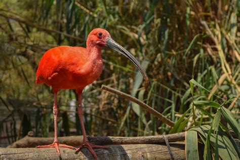 Scarlet Ibis Standing On A Log By Enrique Lopez