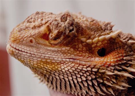 Bearded dragons have been a favored house pet by many pet owners for quite a number of reasons. Bearded Dragon Infectious Disease Slideshow | LafeberVet