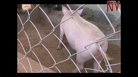 On The Farm Using Artificial Insemination For Improved Pig Breeding