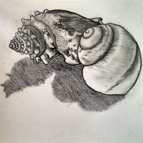 To be used for educational purposes. Shells. Tonal sketch. | Natural form art, Shell drawings ...