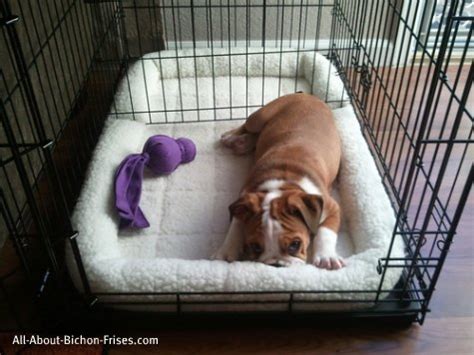 By all means, put toys and bedding in your puppy's crate. Doggie Duds: Puppy Potty Training - Seattle Humane