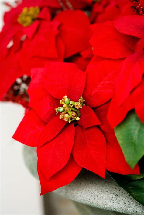I kept adjusting her diet but now i am convinced it must have been chewing. Poinsettias and Cats, Dogs - Poinsettias Poisonous to Cats