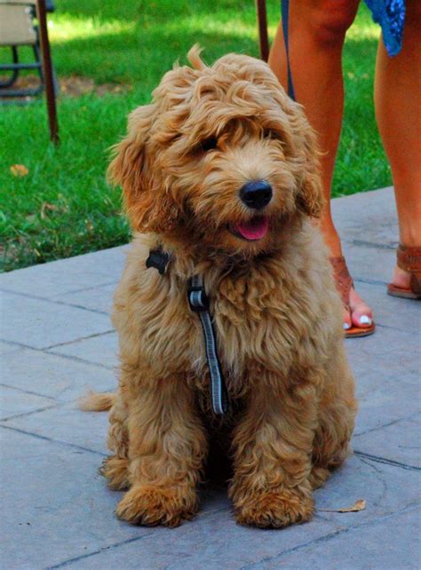 Due to the goldendoodle's curly coat, you can expect less. mini goldendoodle...Rudy...at 16 weeks and 20#. What a ...