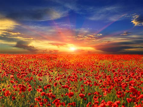 Images Red Nature Sky Fields Scenery Poppies Flowers Sunrise And