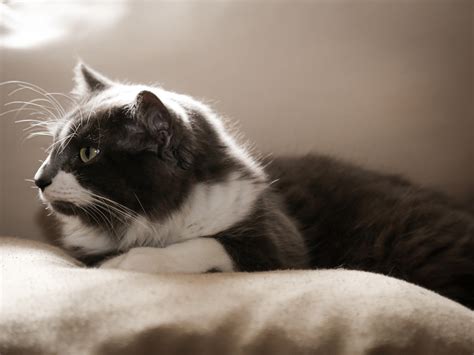 Kot Puszyste Kotek Zwierzę Darmowe Zdjęcie Na Pixabay Pixabay
