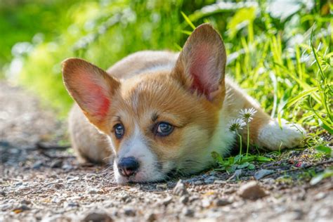 This is the price you can expect to budget for a corgi with papers but without breeding rights nor show quality. Bringing a Pembroke Welsh Corgi Puppy Home — Pet Central ...