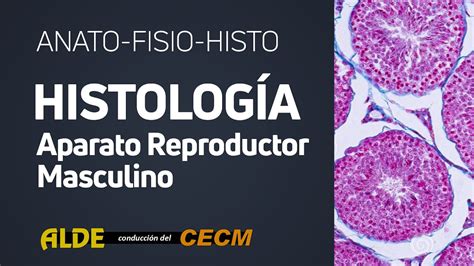 Curso Anato Histo Fisio Histologia Aparato Reproductor Masculino