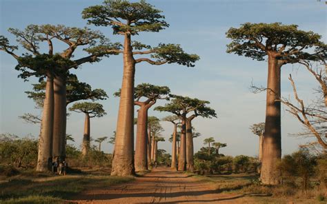 Adansonia Grandidieri Grandidiers Baobab World Of Succulents