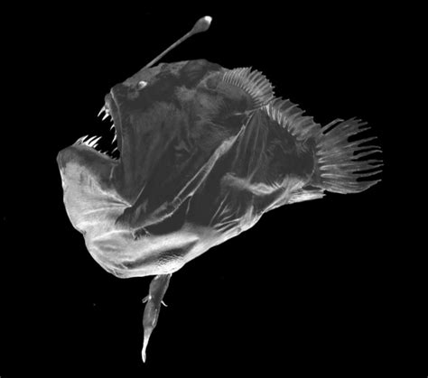Deep Sea Anglerfish