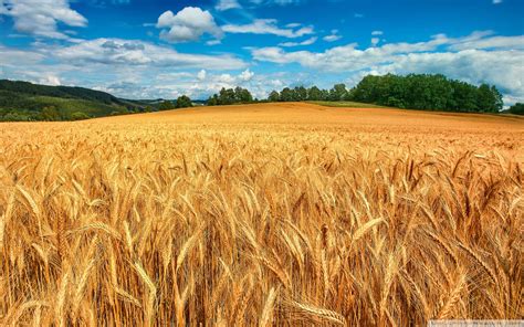 Golden Wheat Field Image - ID: 342057 - Image Abyss