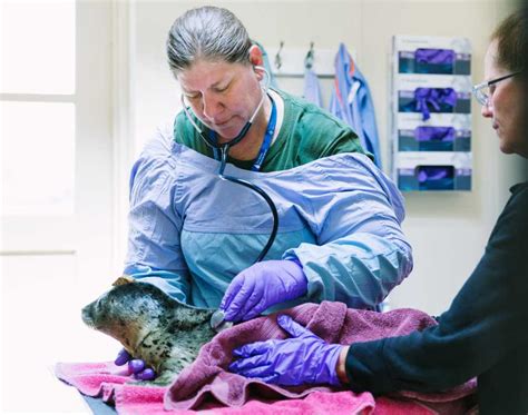 Marine Science Careers Meet Marine Mammal Veterinarian Dr Cara Field The Marine Mammal Center