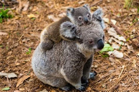 10 Animals In The Australian Outback With Pictures Online Field Guide