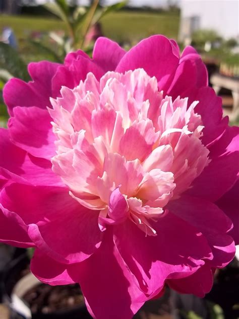 | see more about flowers, pink and rose. Double Pink Peony - Stunning! | Flower photography art ...