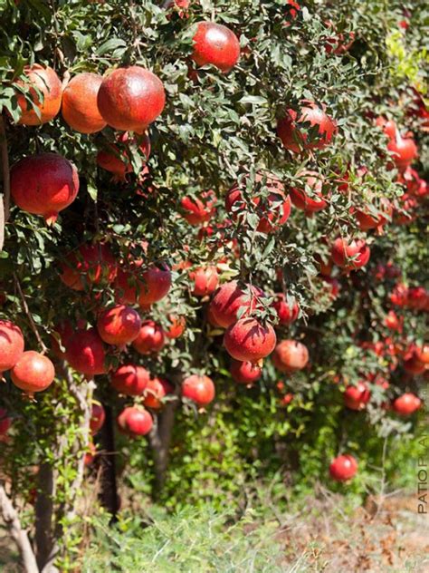 Pomegranate grove care practices include establishment, irrigation. Easy Tips How to Grow Pomegranate From Seed, Grow Your Own ...