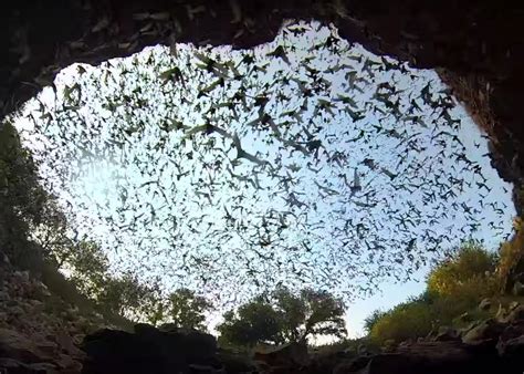 Watch An Amazing Bat Exodus At Bracken Cave Video