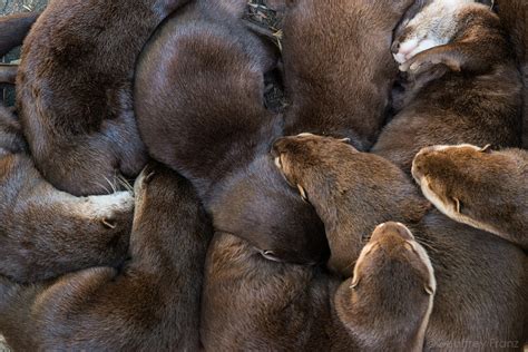 Otter Cuddle Puddle Boing Boing