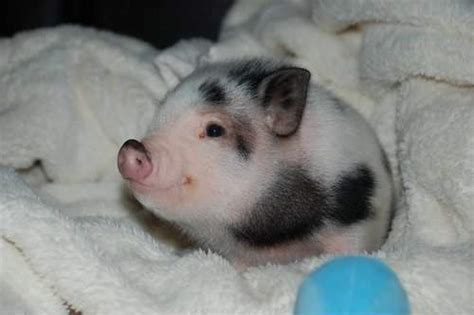 Little Pig - Pigs Photo (29040230) - Fanpop