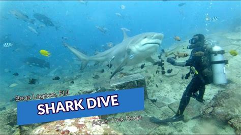 Shark Diving In Fiji │aqua Trek Beqa Lagoon Youtube