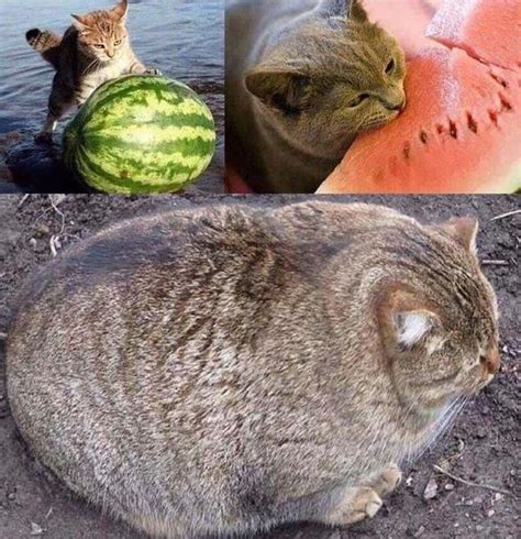 Melon Cat 9gag
