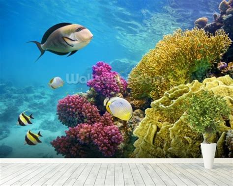 Coral Reef Red Sea Egypt Wallpaper Wall Mural Wallsauce Usa
