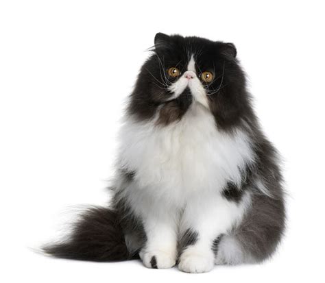 Persian Cat Breed Size Appearance And Personality