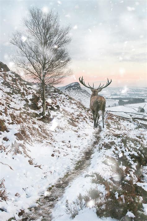 Beautiful Red Deer Stag In Snow Covered Mountain Range Winter La