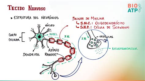 Desenvolvimento Humano Tecido Nervoso Histologia Humana Tecido
