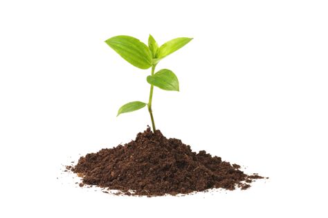 Seedling In Dirt
