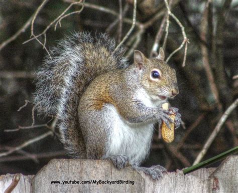 Backyard Birdingand Nature Happy Gray Squirrel Eating Peanut