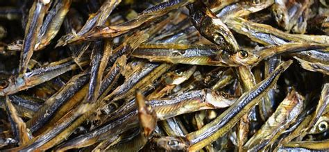 Permainan tembak ikan ini sebenarnya sudah ada di indonesia jauh sebelum pertama kali meluncurkan judi online ini di indonesia. Kebaikan Yang Ditawarkan Ikan Teri - Dokter Sehat