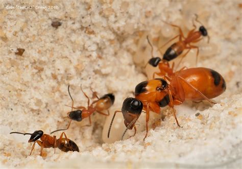 تفسير حلم النمل في البيت