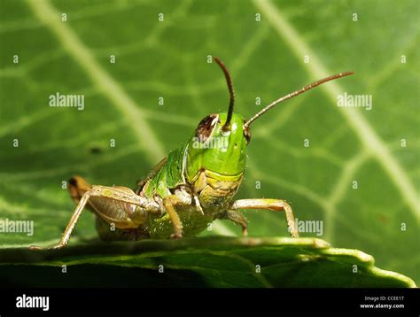 Grasshopper Hi Res Stock Photography And Images Alamy
