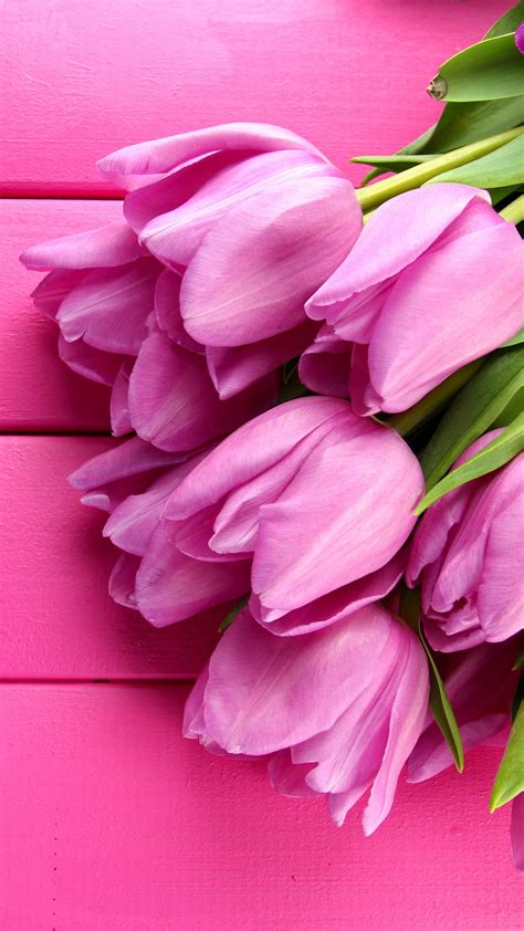 Wallpaper Tulip 4k Hd Wallpaper Spring Flower Pink Holidays 3791