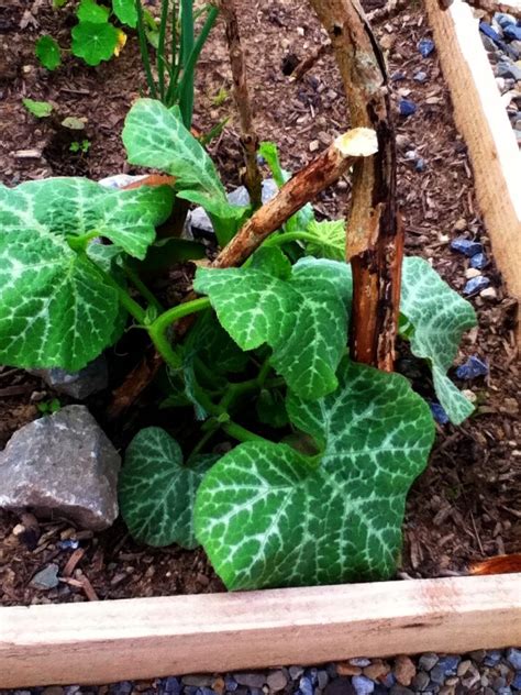 Growing Cucumbers From Seed In A Wild And Windy Galway Garden