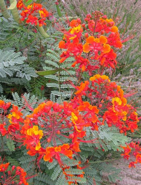 pride of barbados caesalpinia pulcherrima unusual plants flowering trees pride of barbados