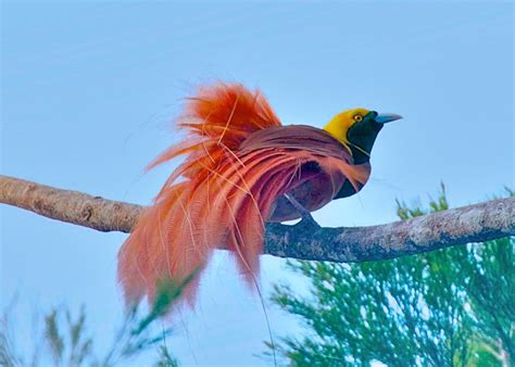 Bird of paradise seeds take up to a year to germinate, and young plants may not flower for seven years. 3839 Raggiana Bird-of Paradise | (Paradisaea raggiana ...