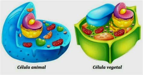 Diferenças Entre Célula Animal E Vegetal Toda Matéria