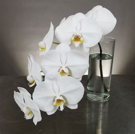 Flower Arranging Fridays No Fail Phalaenopsis Orchids 3 Ways Flower