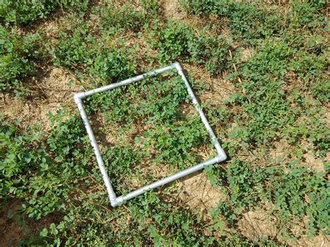 Alfalfa Stand Assessment Animal Science With Extension