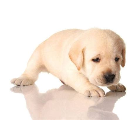 Cute White Labrador Retrievers Puppy Picture Dog Breeders Guide