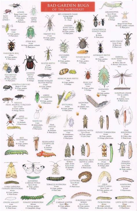 Good Bugs Vs Bad Bugs Guide Of The Northeast Garden Garden Bugs Bad Bugs Northeast Gardening