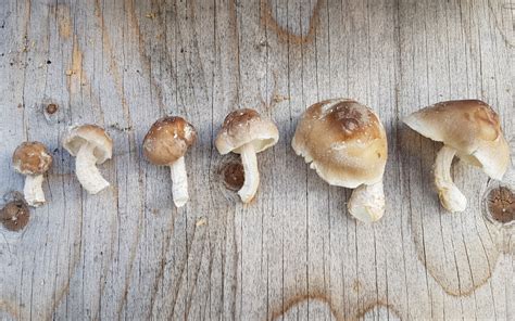 The Complete Guide To Starting A Mushroom Farm Freshcap Mushrooms