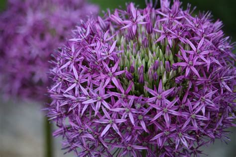 Ail D Ornement Allium Aflatunense Suzanne Lacroix Flickr