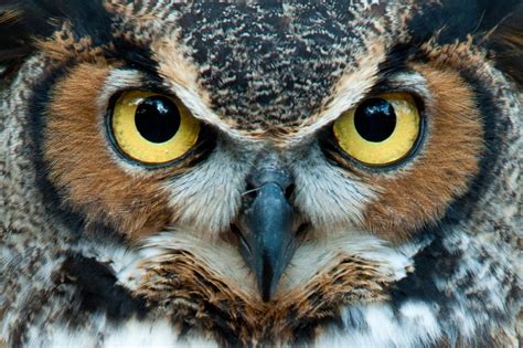 Beautiful Owl