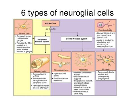 Cells Of The Nervous System Psychology Vrogue Co